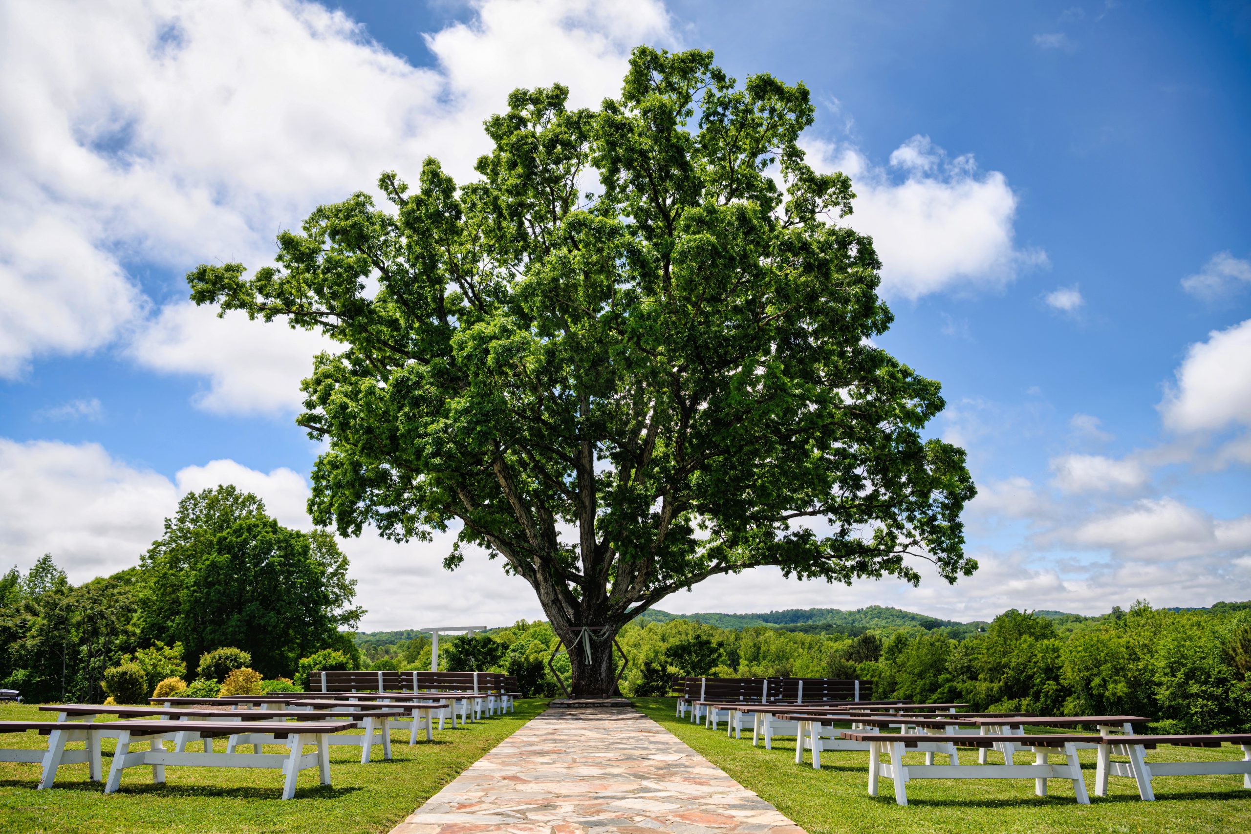 A large oak tree surrounded by white wooden benches, serving as a ceremony site with a scenic background of green hills and a bright blue sky.